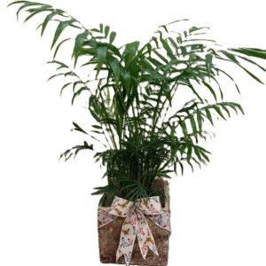 Green Plant