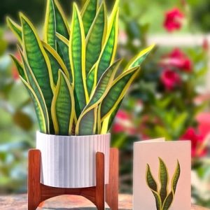 Paper Flowers - Snake Plant